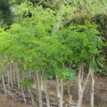 how to plant and grow malunggay - malunggay farming