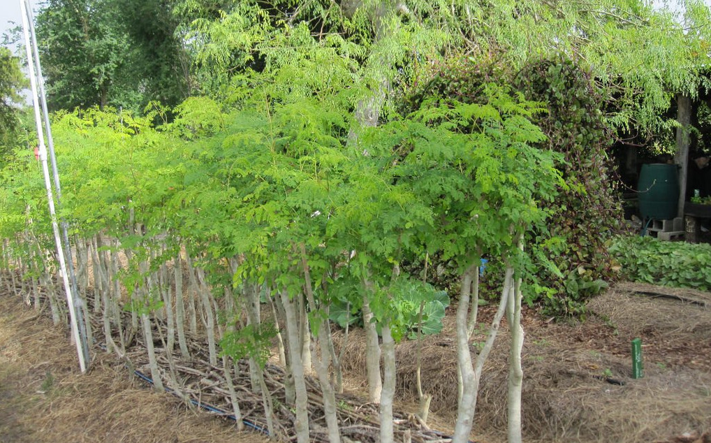 how to plant and grow malunggay - malunggay farming