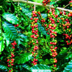 kapeng barako - robusta coffee tree