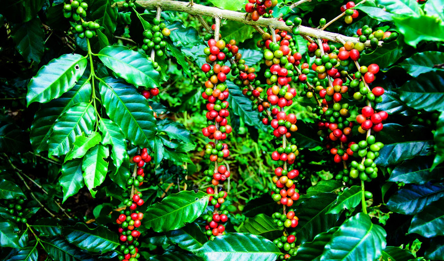 kapeng barako - robusta coffee tree