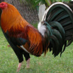 Kelso Gamefowl: Smart Fighters with Championship Heritage