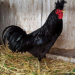 kosovo longcrower rooster