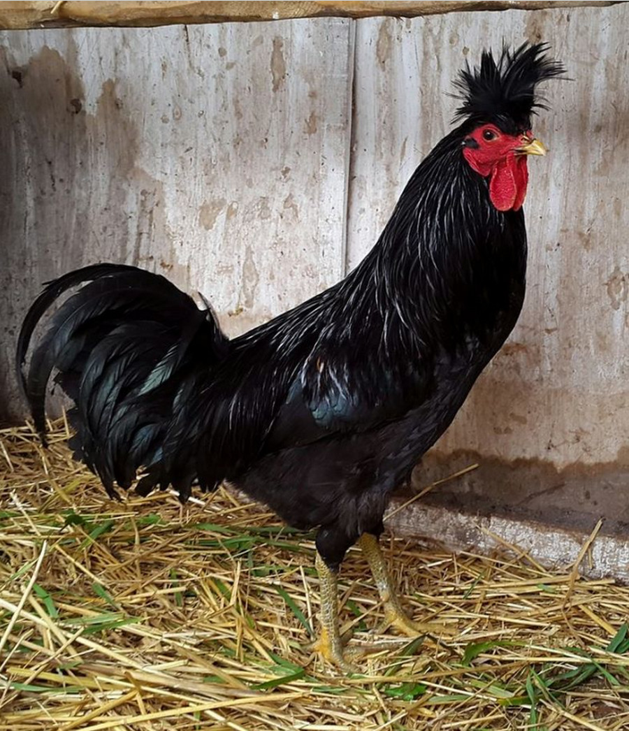 kosovo longcrower rooster