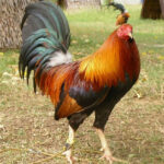 Include the keywords (mention once each): Lemon gamefowl philippines, Lemon gamefowl blood composition, Lemon gamefowl for sale, Lemon 84 Gamefowl history, Best cross for lemon gamefowl, Lemon gamefowl price
