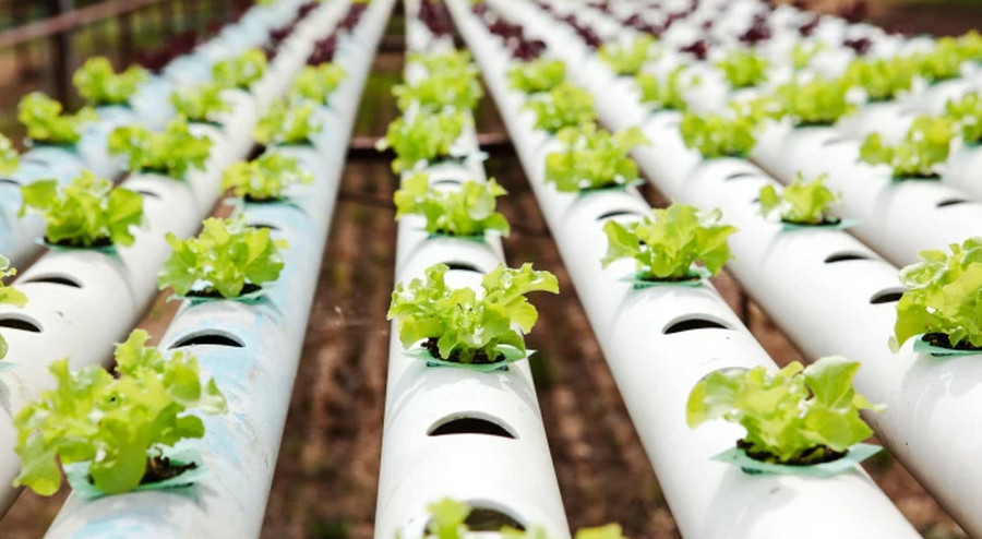 lettuce farming in aquaponics