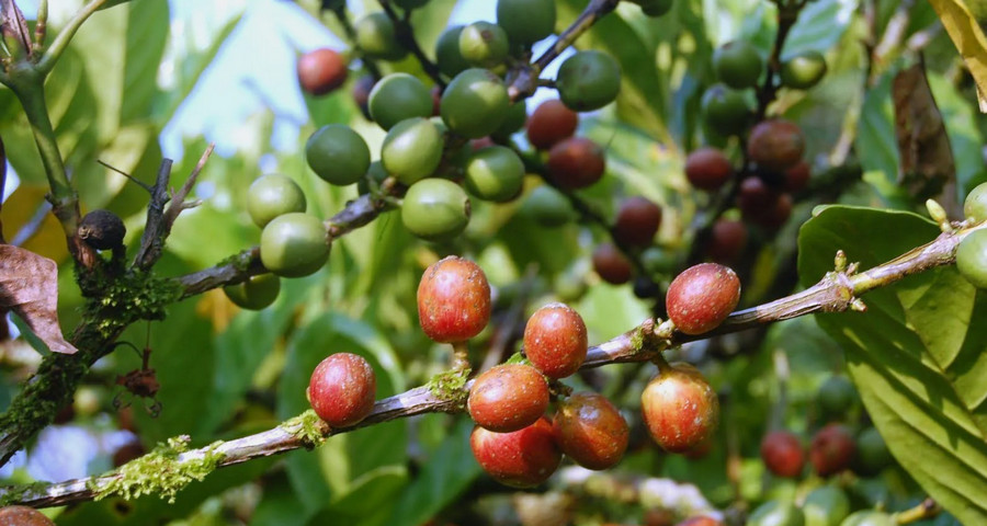 liberica coffee tree