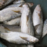 mullet fish - banak - gusaw or gusao
