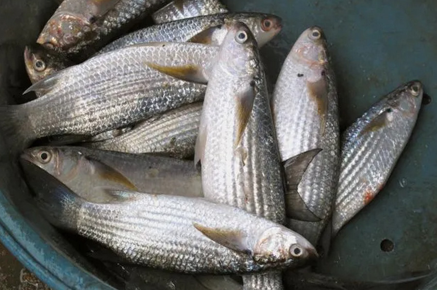 mullet fish - banak - gusaw or gusao