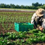 organic farming vs eco farming