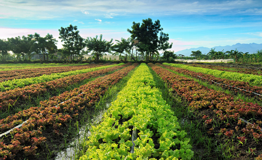organic farming vs eco farming 2
