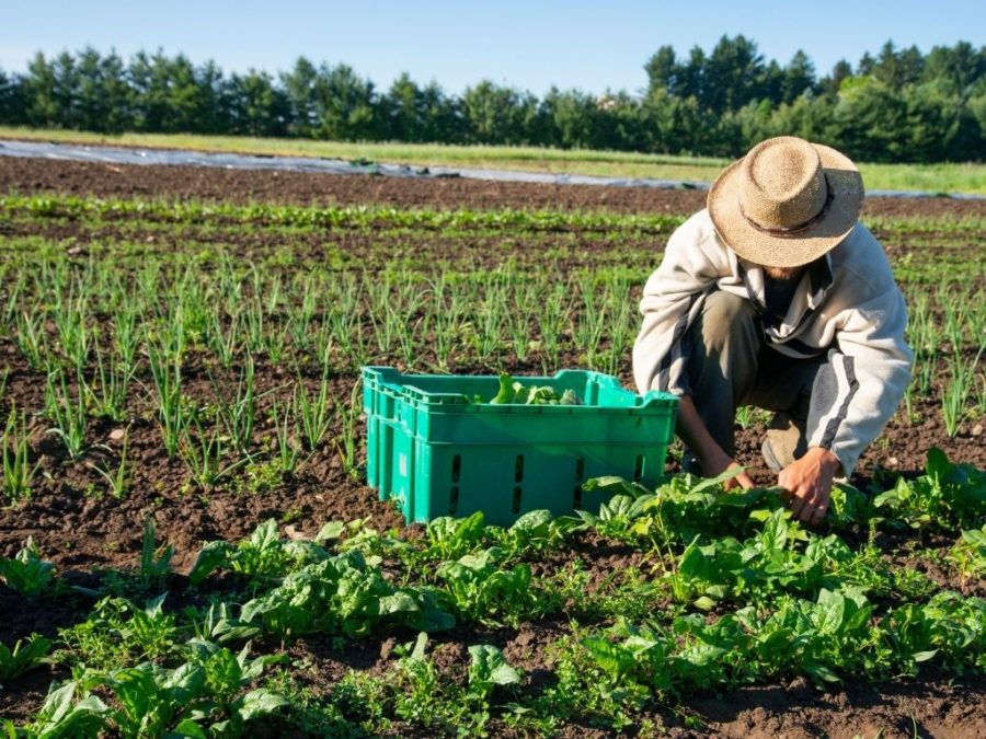 organic farming vs eco farming