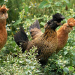 Polverara Chicken