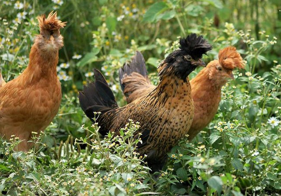 Polverara Chicken