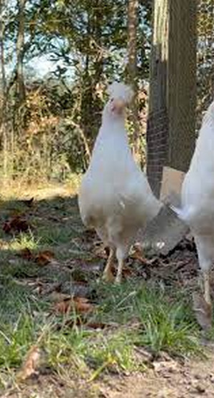 polverara chicken