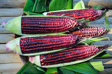 Purple Corn: The Colorful Crop Transforming Filipino Farming