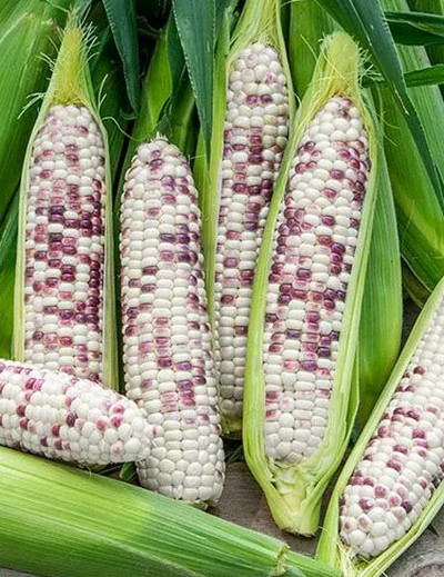 purple corn variety