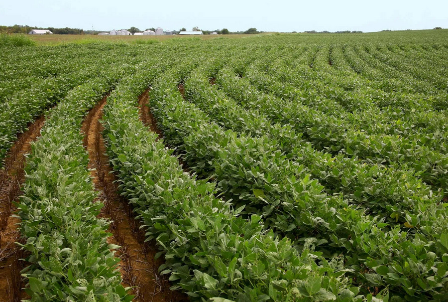soybean farming