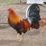 sweater gamefowl