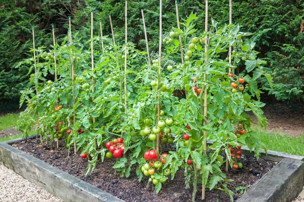 tomato farming