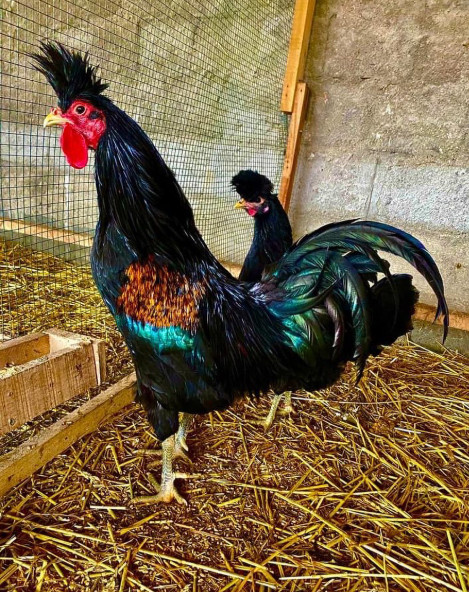 young kosovo longcrower