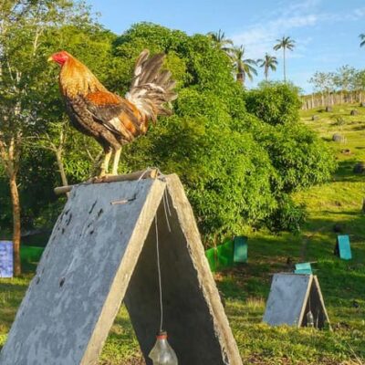 Best Gamefowl Farms in the Philippines and USA