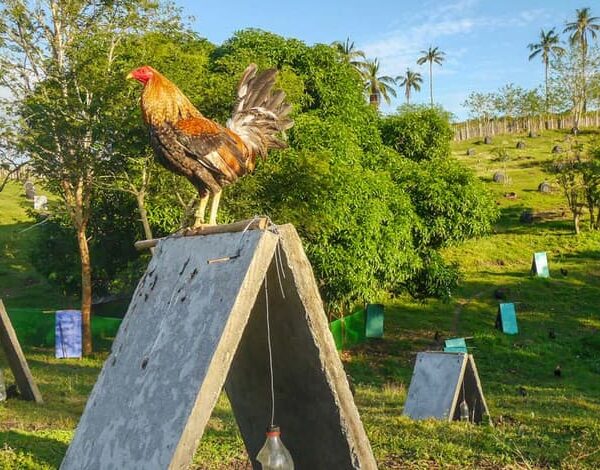 Best Gamefowl Farms in the Philippines and USA