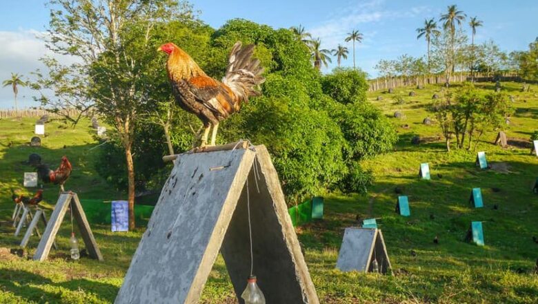 Best Gamefowl Farms in the Philippines and USA
