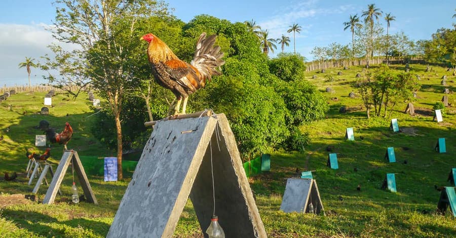 gamefowl farms