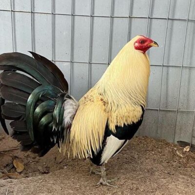 Best Places to Find Gamefowl for Sale in the Philippines