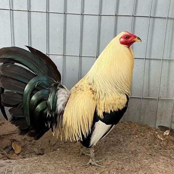 Best Places to Find Gamefowl for Sale in the Philippines