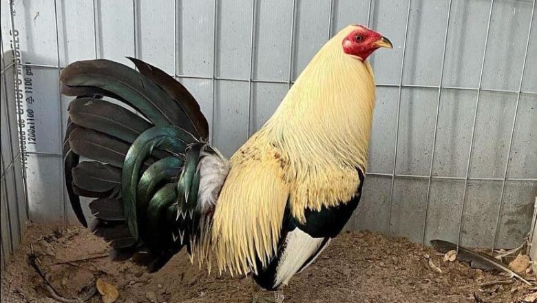 Best Places to Find Gamefowl for Sale in the Philippines
