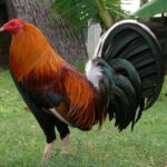 Kelso Gamefowl: History, Traits, and Fighting Style