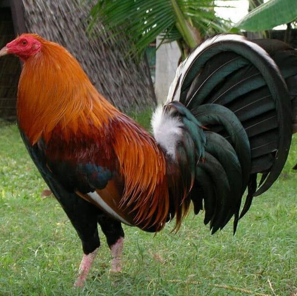 Kelso Gamefowl: History, Traits, and Fighting Style