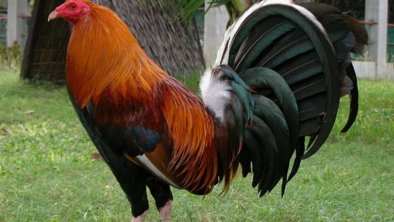 Kelso Gamefowl: History, Traits, and Fighting Style