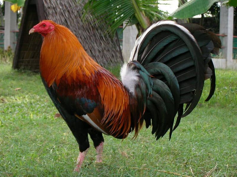 kelso gamefowl