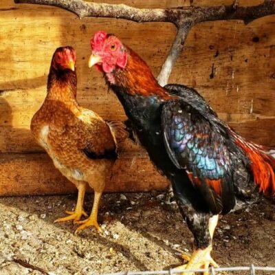 Malay Gamefowl: History, Traits, and Temperament