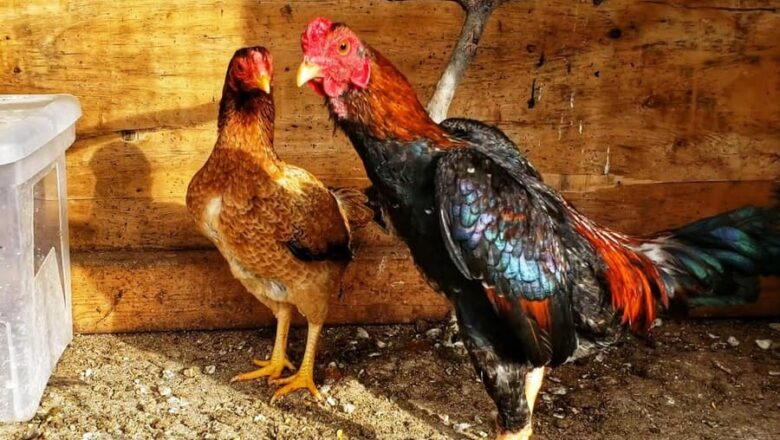 Malay Gamefowl: History, Traits, and Temperament