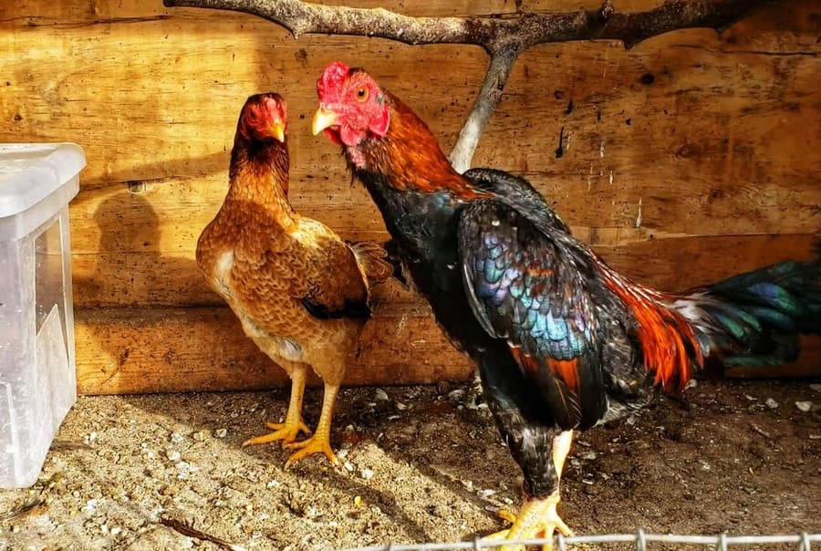 malay gamefowl
