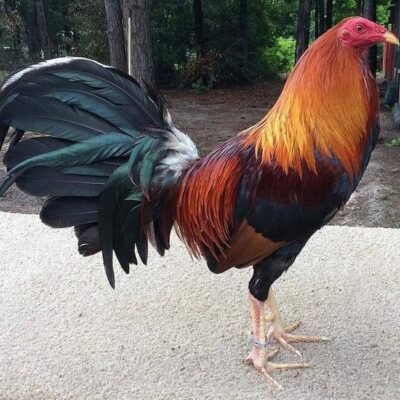 Oakridge Gamefowl Auction: What You Need to Know