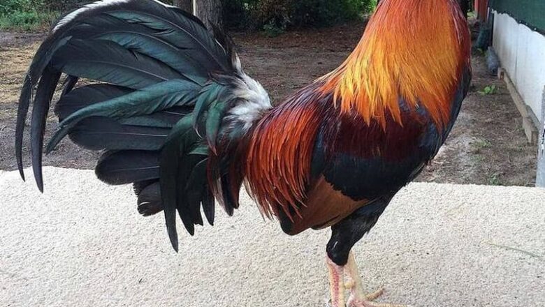 Oakridge Gamefowl Auction: What You Need to Know