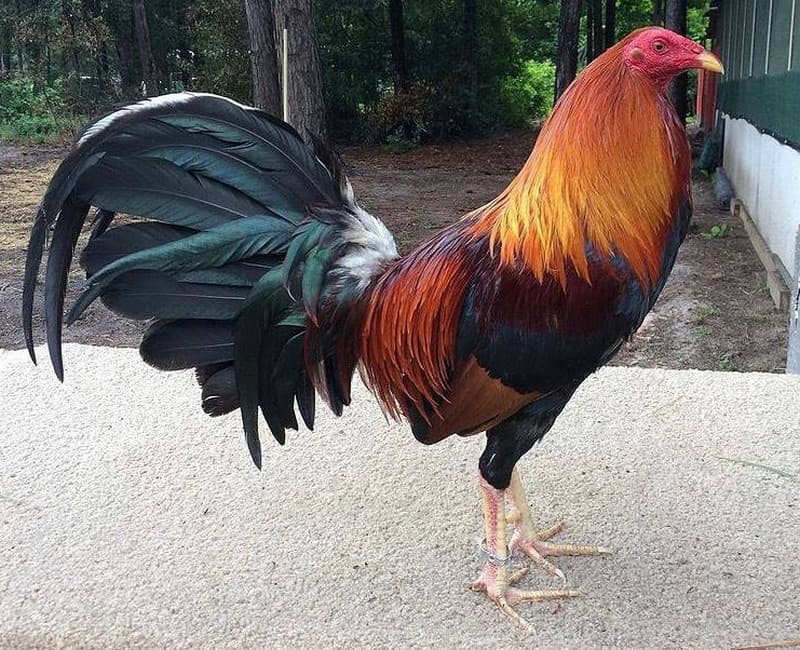oakridge gamefowl auction