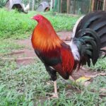 Who Has the Best Roundhead Gamefowl? Find Out Here