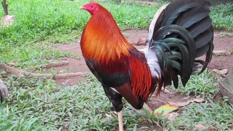 Who Has the Best Roundhead Gamefowl? Find Out Here