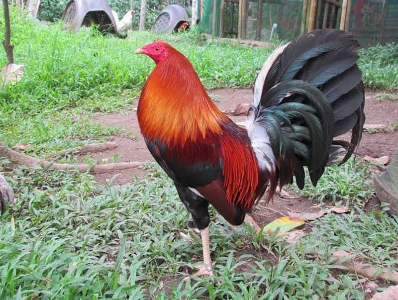 who has the best roundhead gamefowl